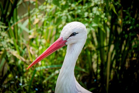 Bill bird stork