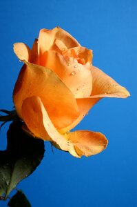 Rose orange sky
