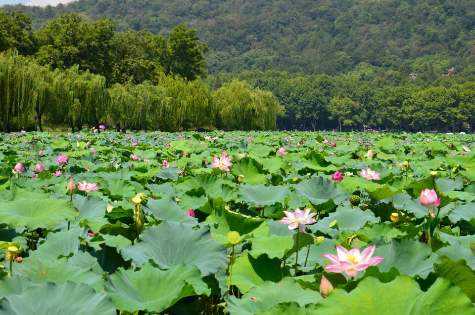 西湖 风景 中国