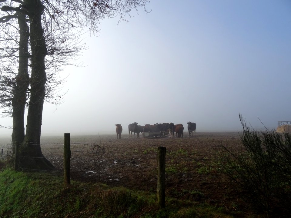 Un troupeau dans le brouillard 