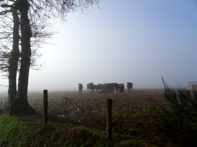 Un troupeau dans le brouillard 