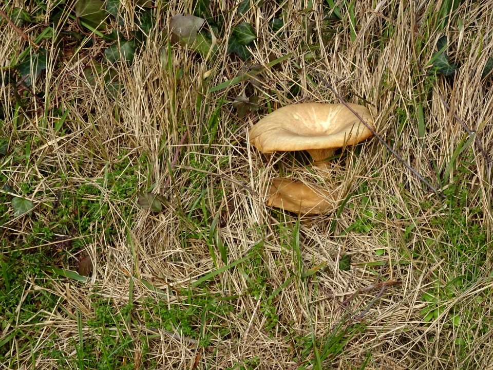 Deux petits champignons à lamelles ! 
