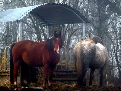 Les pieds dans le fumier ! près de Souday, Loir-et-Cher 