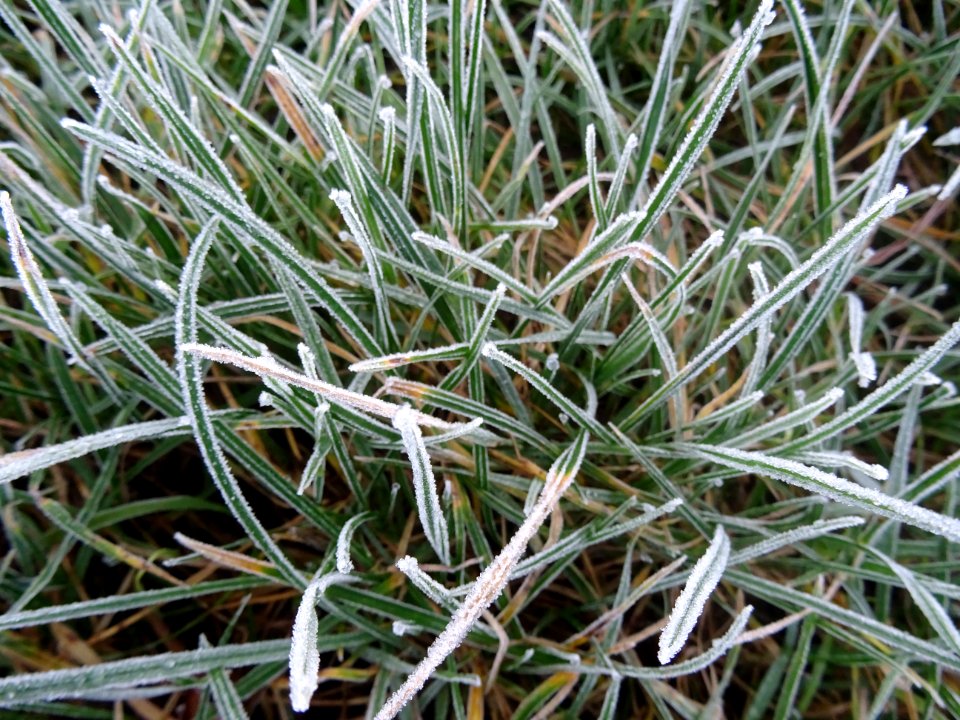 Givre sur les touffes d'herbe sur le bord de la route 