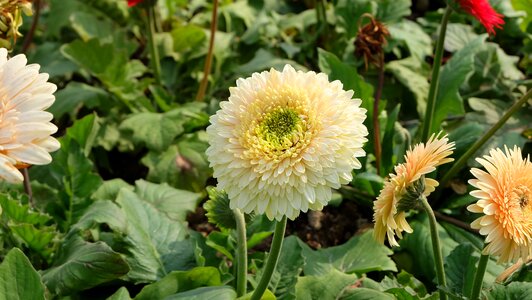 Spring flower chrysanthemum