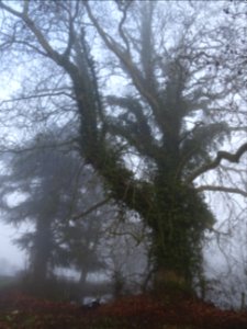 Un chêne envahi par le lierre, étang du château de Courtan… 
