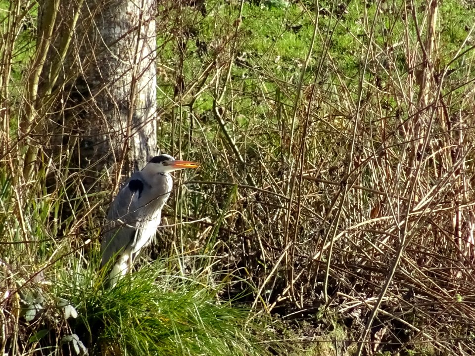 Le Grand Héron (Ardea herodias), sur une berge du Loir 