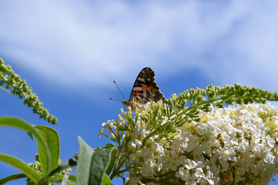 Blossom bloom summer