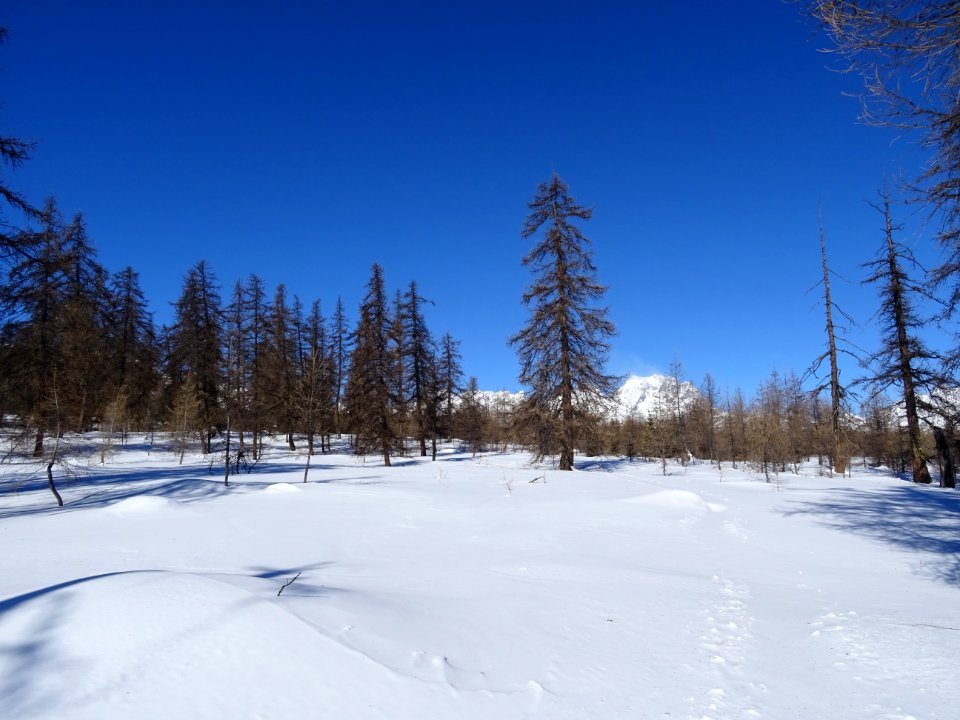 Mélèzes et le Mont Pelvoux depuis le Plateau d'Oréac 