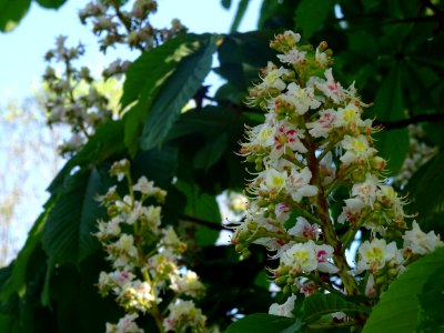 Inflorescence de Marronnier d'Inde, (Aesculus hippocastanu… 
