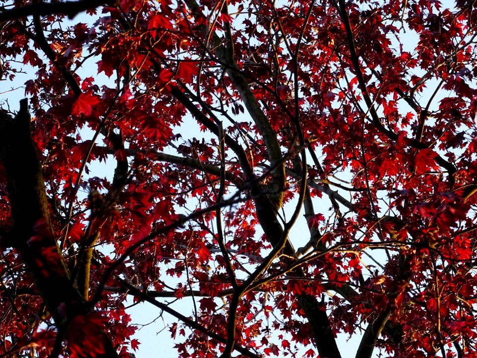 Erable rouge (du Japon?), à identifier 
