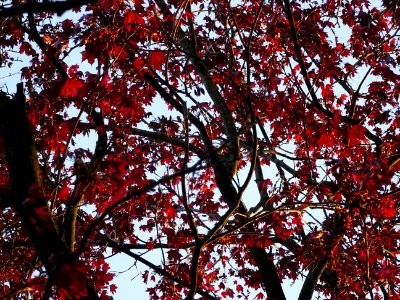 Erable rouge (du Japon?), à identifier 