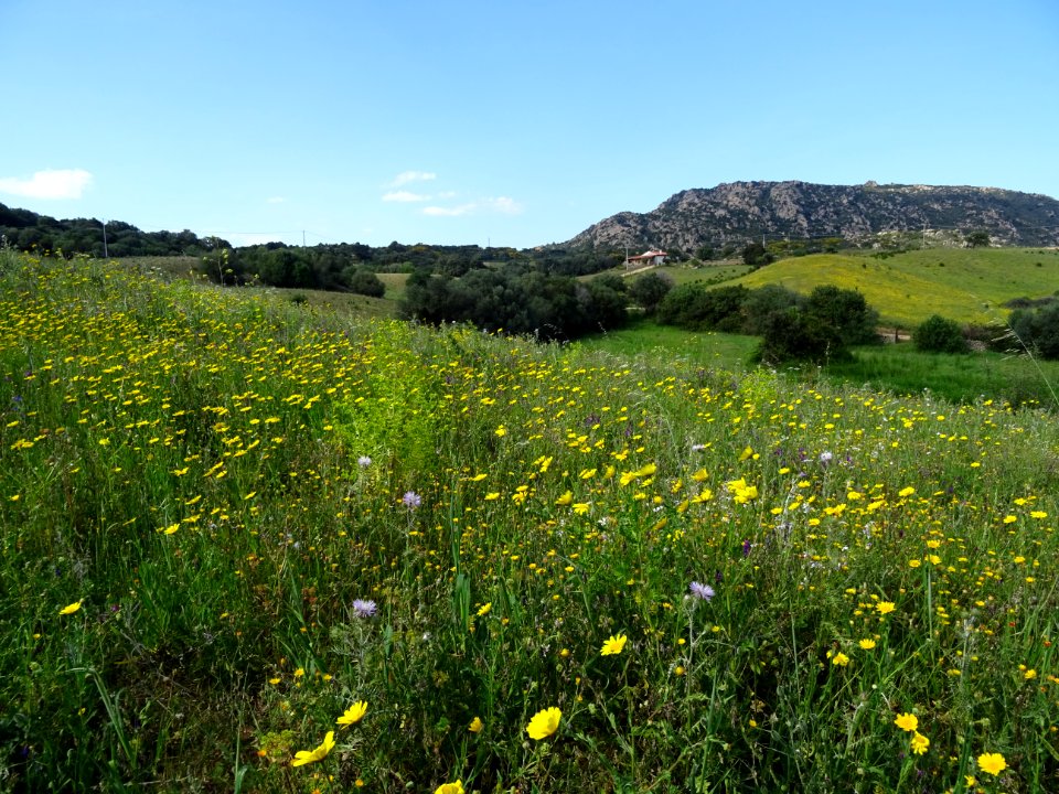 Explosion de fleurs dans les prairies sardes 