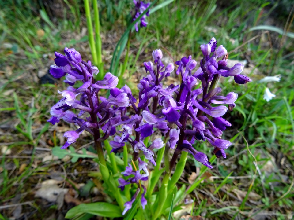 Orchis à long éperon, Anacamptis longicornu, Orchidacées 