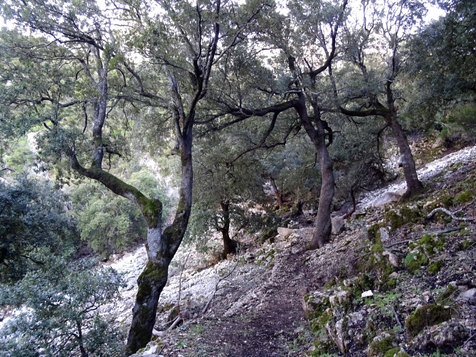 Le sentier grimpe dans les chênes 