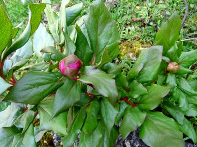Pivoine coralline, Paeonia mascula subsp russi, Paeoniacée… 