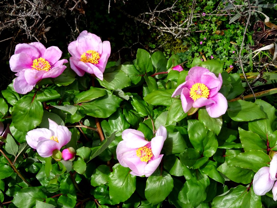 Pivoine coralline, Paeonia mascula subsp russi, Paeoniacée… 
