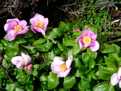 Pivoine coralline, Paeonia mascula subsp russi, Paeoniacée… 