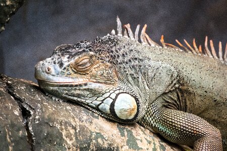Wildlife animal wild