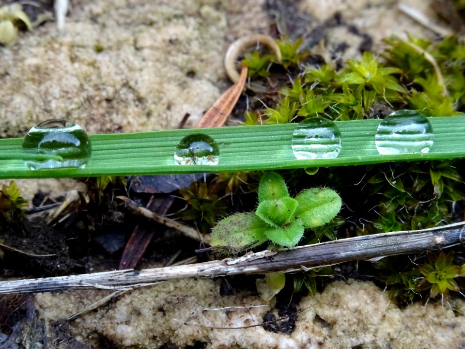 Quatre gouttes d'eau sur un brin d'herbe 