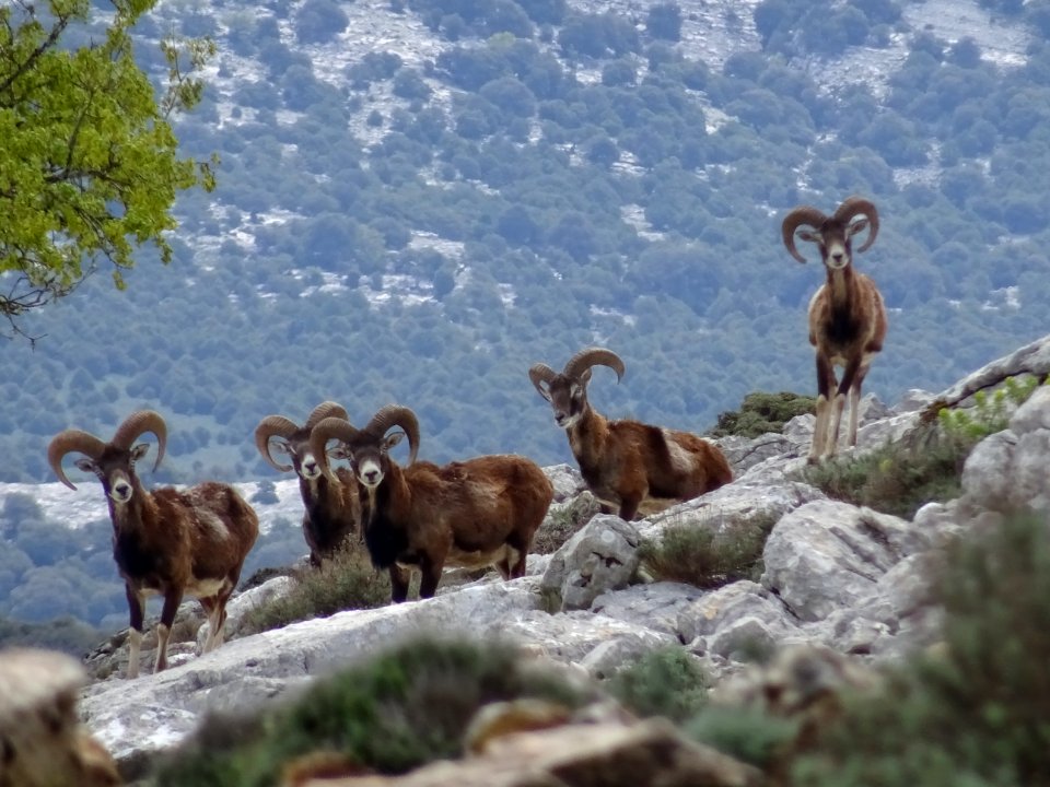 Des mouflons de Sardaigne, Ovis orientalis musimon 