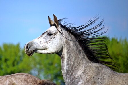 Mane horse head pasture