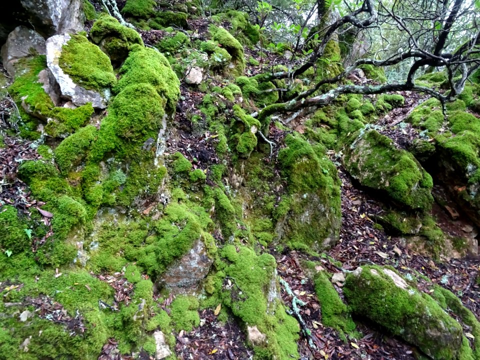 Mousses et branches tordues 