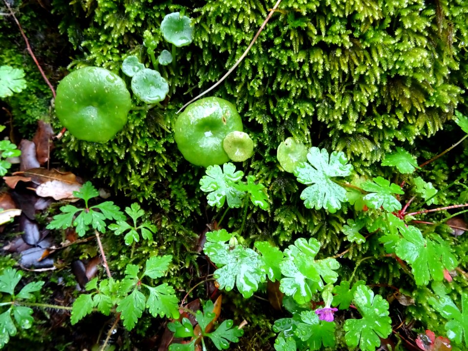 Nombril de Vénus, Umbilicus rupestris, Crassulacées 