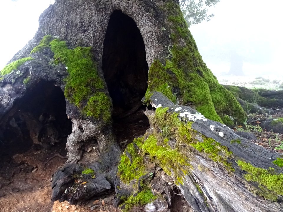 Un tronc rongé de l'intérieur 