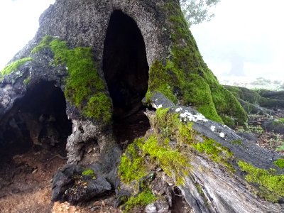 Un tronc rongé de l'intérieur photo