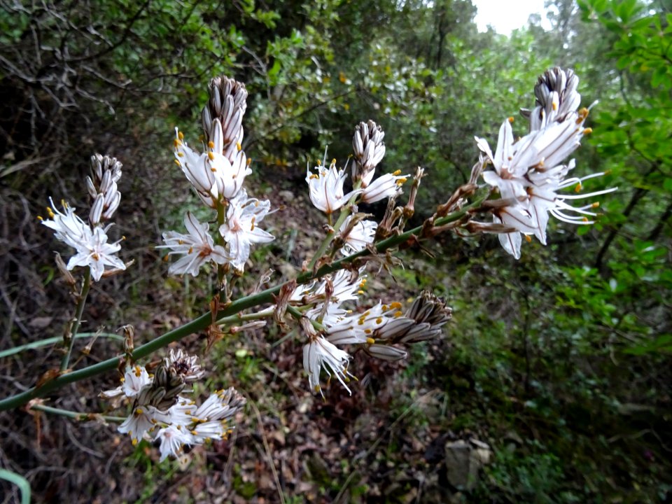 Asphodèle blanche, Asphodelus microcarpus, Liliacées 