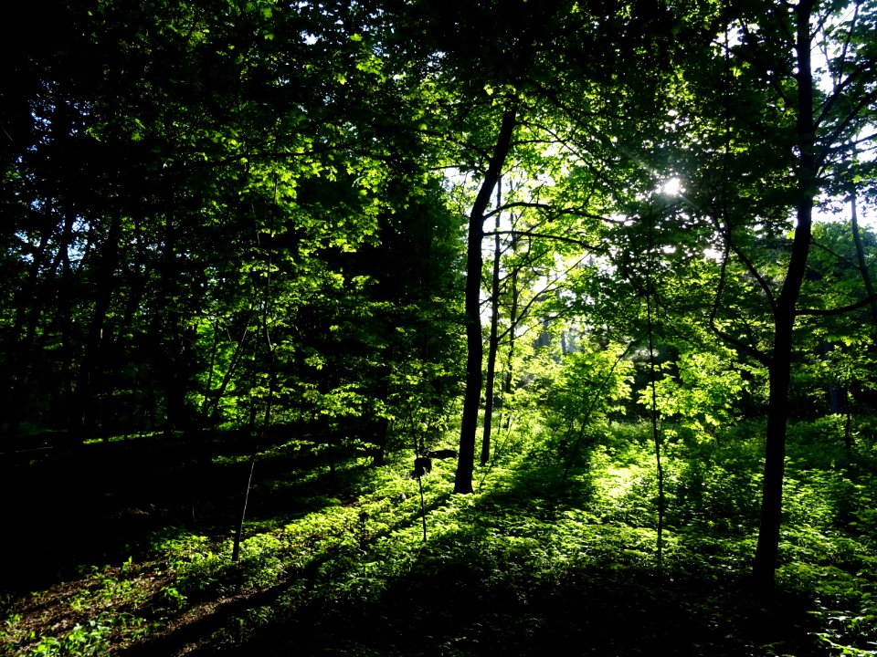 Lumière matinale dans le bois de Boulogne, 16e arr., Paris… 
