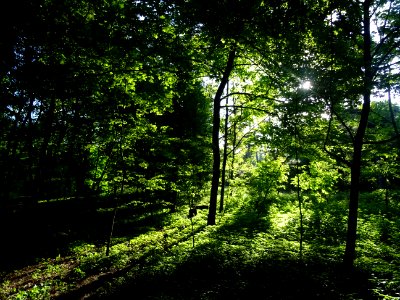 Lumière matinale dans le bois de Boulogne, 16e arr., Paris… 