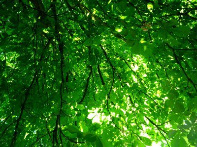 Lumière matinale dans le bois de Boulogne, 16e arr., Paris… 