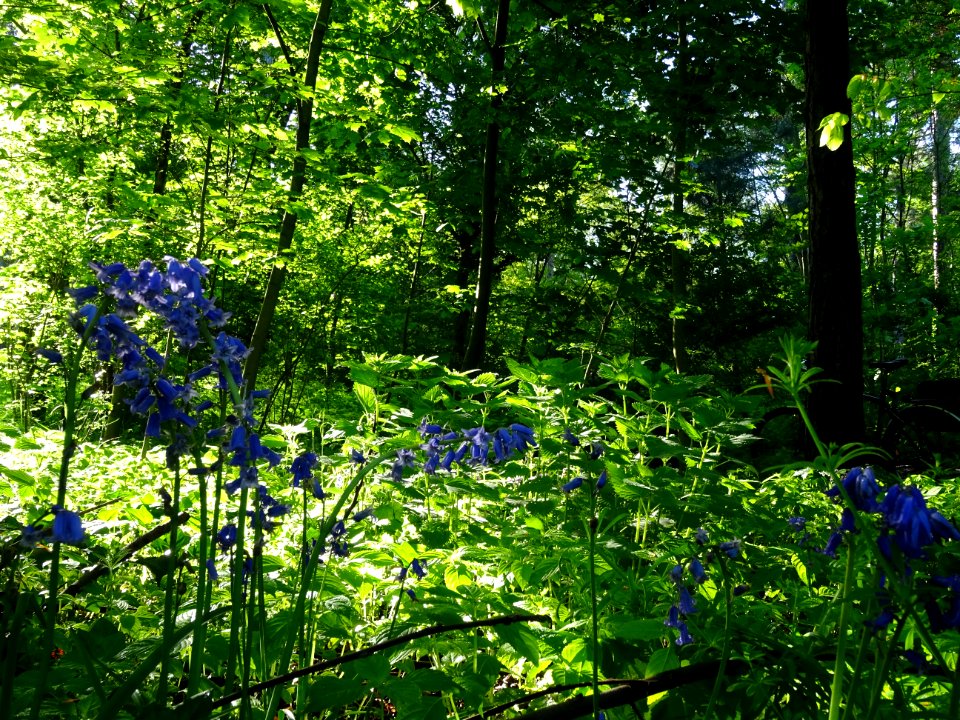 Jacinthe des bois, Hyacinthoides Hispanica, Hyacinthacées.… 