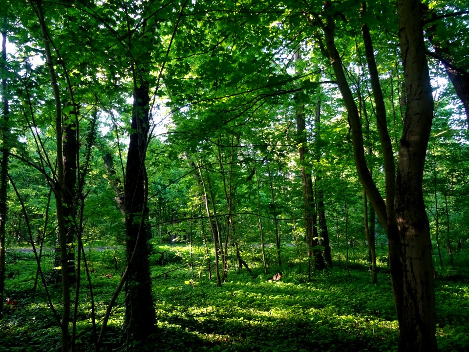 Lumière matinale dans le bois de Boulogne, 16e arr., Paris… 
