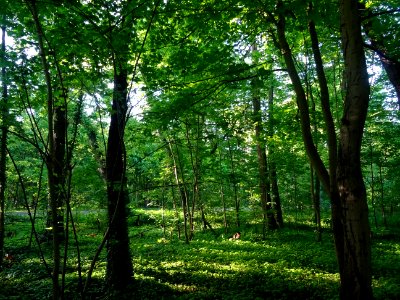 Lumière matinale dans le bois de Boulogne, 16e arr., Paris… 