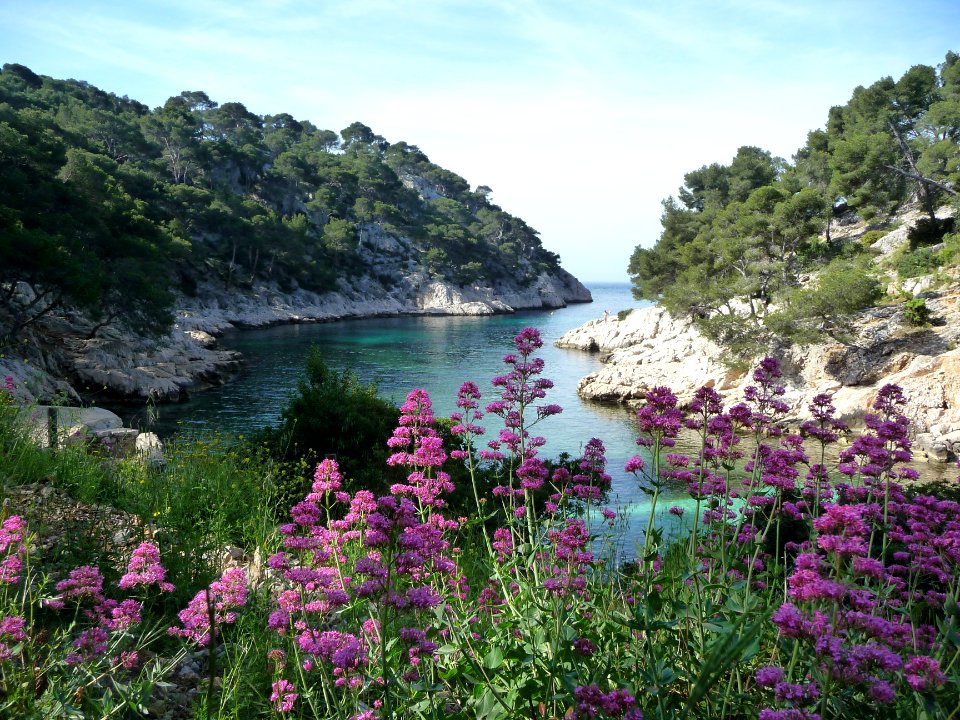 Centranthe rouge, Centranthus ruber, Valeriacenacées 