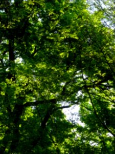 Lumière matinale dans le bois de Boulogne, 16e arr., Paris… 