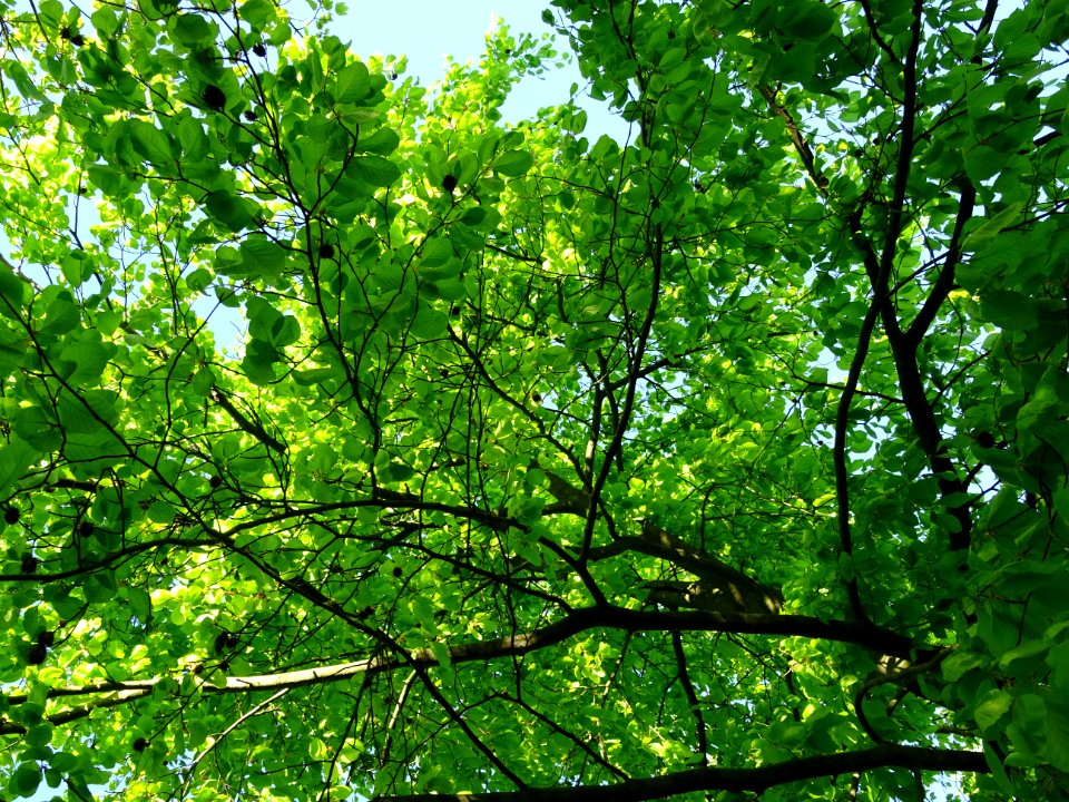 Lumière matinale dans le bois de Boulogne, 16e arr., Paris… 