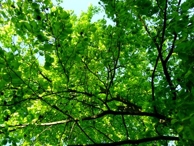 Lumière matinale dans le bois de Boulogne, 16e arr., Paris… 