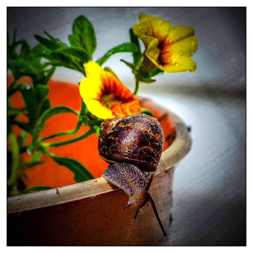 Garden summer shell