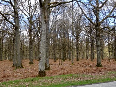 Forêt de Rambouillet 