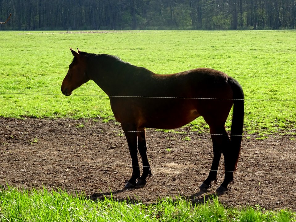 Un cheval au pré, entre Saint-Prest et Jouy, Eure-et-Loir 