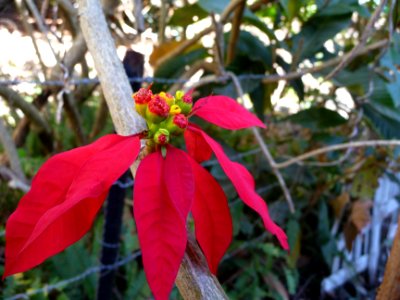 Poinsettia, Euphorbia pulcherrima, Euphorbiacées 