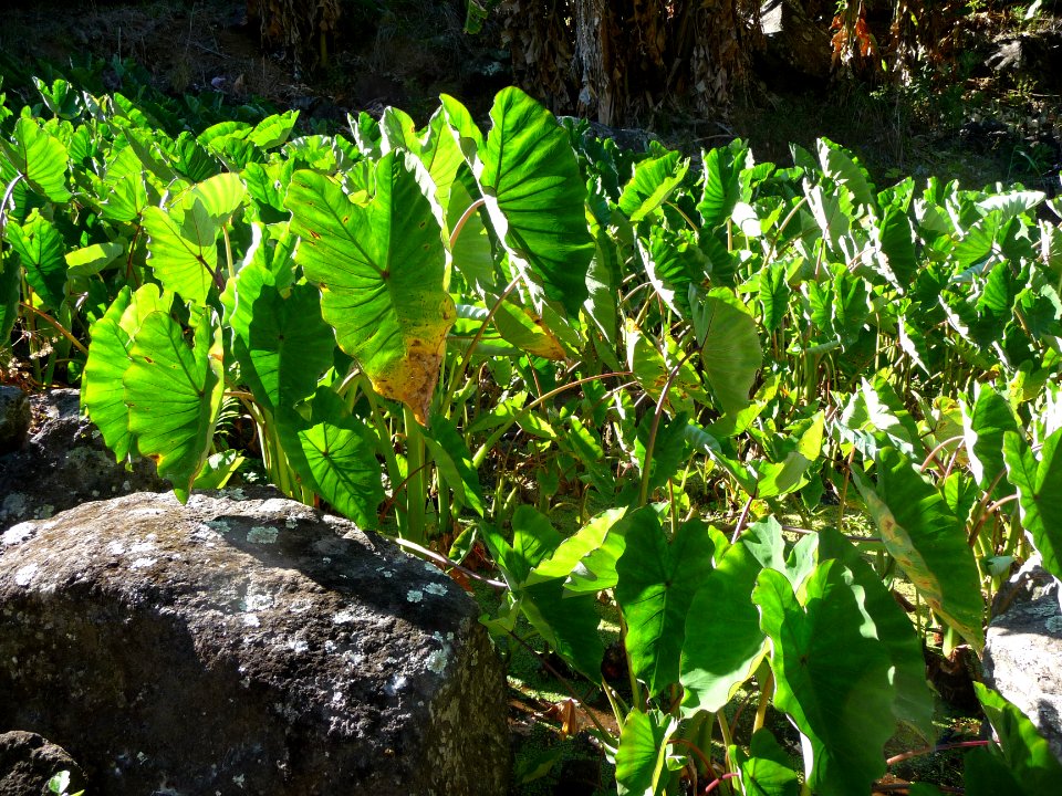 Feuilles de songes, Colocasia esculenta, Aracées 