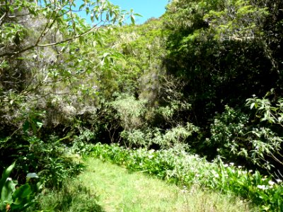 Espèces végétales et Arums blancs 