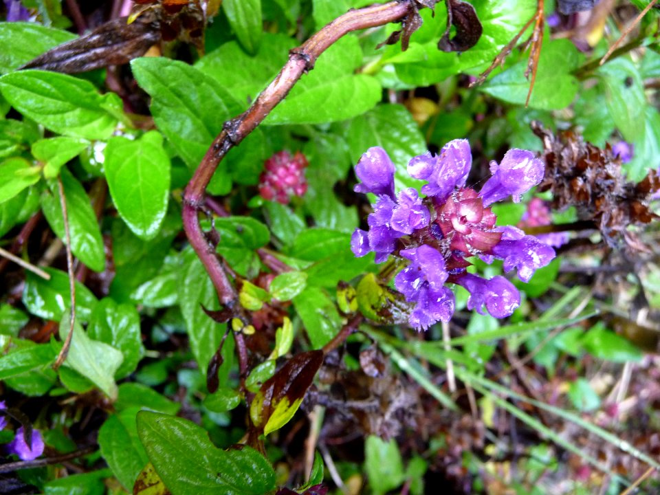 Prunella grandiflora, Lamiacées 