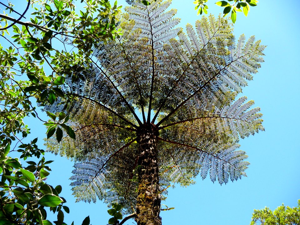 Cyathea, vue de dessous 