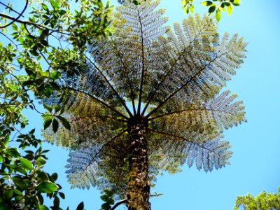Cyathea, vue de dessous 